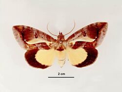 Eudocima iridescens female dorsal.jpg