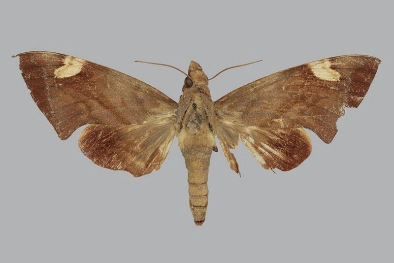 File:Eurypteryx molucca BMNHE813356 female up.jpg