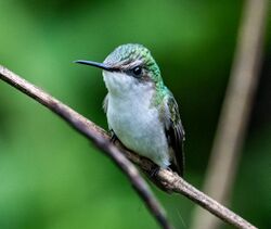 Female Snowcap Hummingbird.jpg