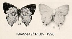 FlavilineaRiley1928OD.jpg