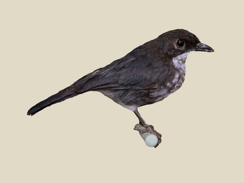File:Frasers Forest Flycatcher specimen RWD.jpg