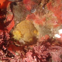 Geitodoris heathi in tide pools.jpg