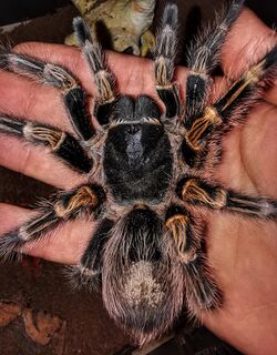 Grammostola pulchripes young female.jpg