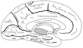 Gray727 subparietal sulcus.svg