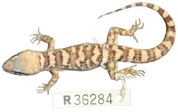 Heteronotia fasciolatus holotype (NTM R36284) - Journal.pone.0078110.g012.png