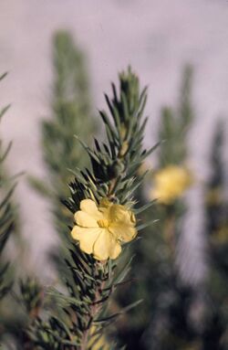 Hibbertia mucronata.jpg