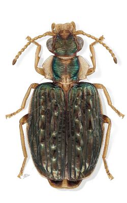 Hyboptera biolat.jpg