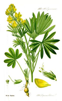 Illustration Lupinus luteus1.jpg