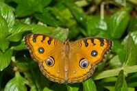 Junonia almana-Kadavoor-2016-07-11-002.jpg