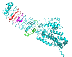 LRRIQ3 I-TASSER Model.png