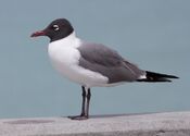 Laughing-gull.jpg