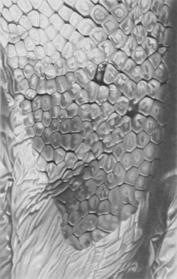 Lepidoteuthis grimaldii scales.jpg