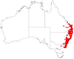 Leptospermum trinerviumDistA85.png