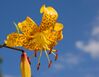 Lily Lilium 'Citronella' Flower.jpg