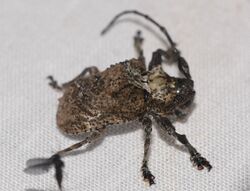 Longhorn Beetle (Onychocerus scorpio) (40317486461).jpg