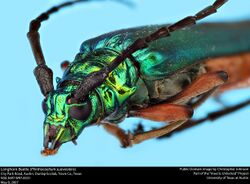 Longhorn Beetle (Plinthocoelium suaveolens) (23613694096).jpg