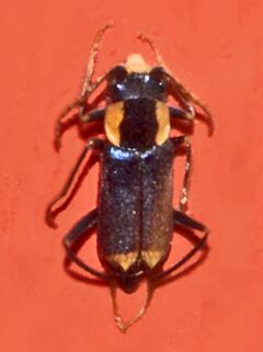 Malachiidae - Clanoptilus marginellus.JPG