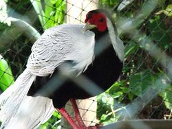 Male Silver Pheasant.jpg