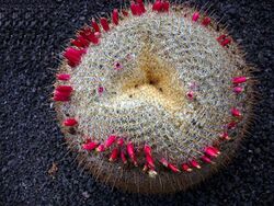 Mammillaria muehlenpfordtii.jpg