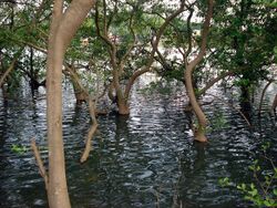 Mangroves park pappinisseri12.JPG