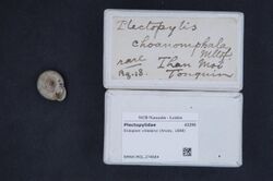 Naturalis Biodiversity Center - RMNH.MOL.274684 1 - Endoplon villedaryi (Ancey, 1888) - Plectopylidae - Mollusc shell.jpeg