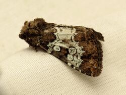 Noctuid Moth (37032693083).jpg