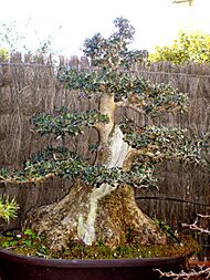 Olivera bonsai.jpg