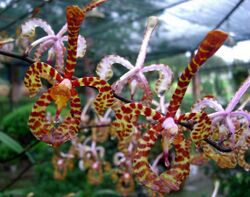 Orchidées panthères Vietnam.JPG