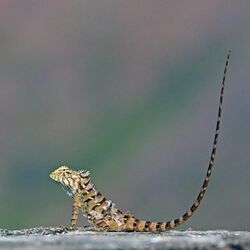 Oriental garden lizard (Calotes versicolor) juvenile male tail display.jpg