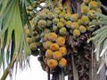 Palmyra Palm Fruits (Borassus aethiopum) (6936992546).jpg