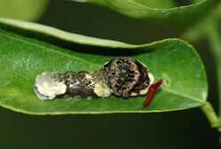 Papilio cresphontes larva defensive.JPG