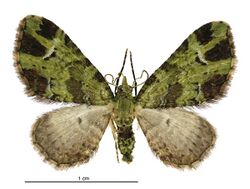 Pasiphila malachita female.jpg