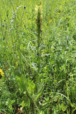 Pedicularis kaufmannii Pinzger - Tula obl., June 2016.JPG