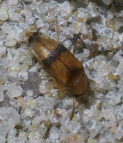 Pentaria trifasciata P1650948a.jpg