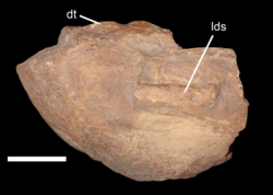 Pentasaurus holotype.png