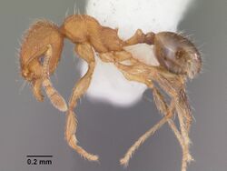 Pheidole moerens casent0104526 profile 1.jpg