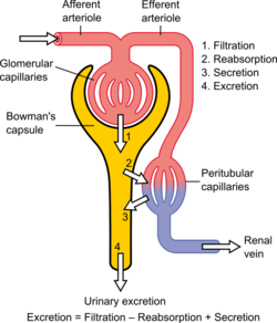 Physiology of Nephron.png