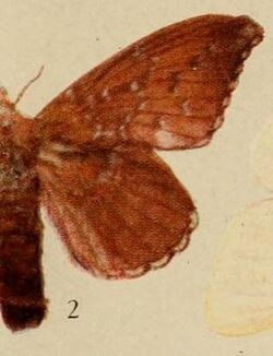 Pl.14-02-Leipoxais punctulata=Leipoxais rufobrunnea Strand, 1912, f.JPG