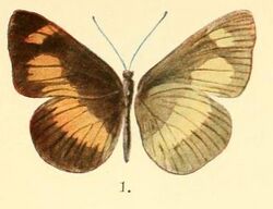 Pl.2-01-Neptis exaleuca Karsch, 1894.JPG
