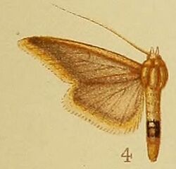 Pl.41-fig.04-Circobotys flaviciliata (Hampson, 1910) (Crocidophora).JPG