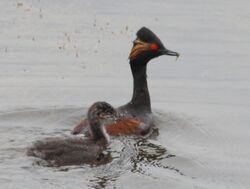 An adult, in breeding plumage, behind a juvenile that has a greyish-brown appearance with a white throat. Both are in water.