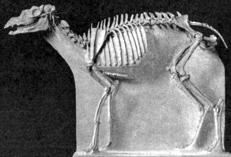 File:Protoceras skeleton.jpg