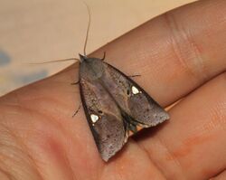 Pterogonia cardinalis, male (Nolidae- Westermanniinae) (5698089286).jpg