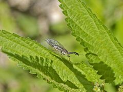 Raphidiidae - Puncha ratzeburgi-001.jpg