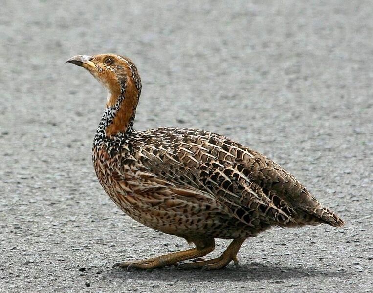 File:Red-winged Francolin (Francolinus levaillantii) from side, b.jpg