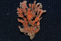 Red Beard Sponge (Clathria prolifera) (16133310360).jpg