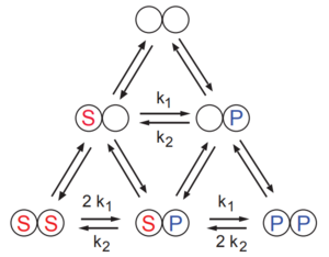 Reversible Hill Mechanistic Scheme. k1 and k2 are the catalytic rate constants for the conversion of substrate to product and vice versa. The factor of two is due to the fact that the fully bound dimers have twice the rate of conversion (because there are two possibilities).