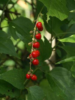 Rivina humilis (fruit).jpg