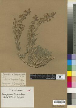Salvia freyniana.jpg