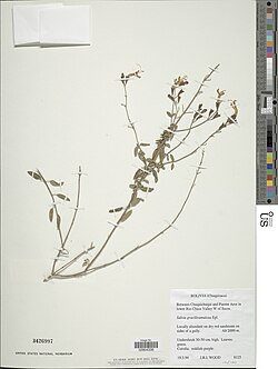 Salvia graciliramulosa.jpg